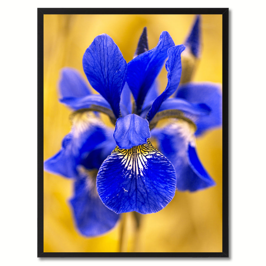 Blue Iris Flower Framed Canvas Print  Wall Art Image 1