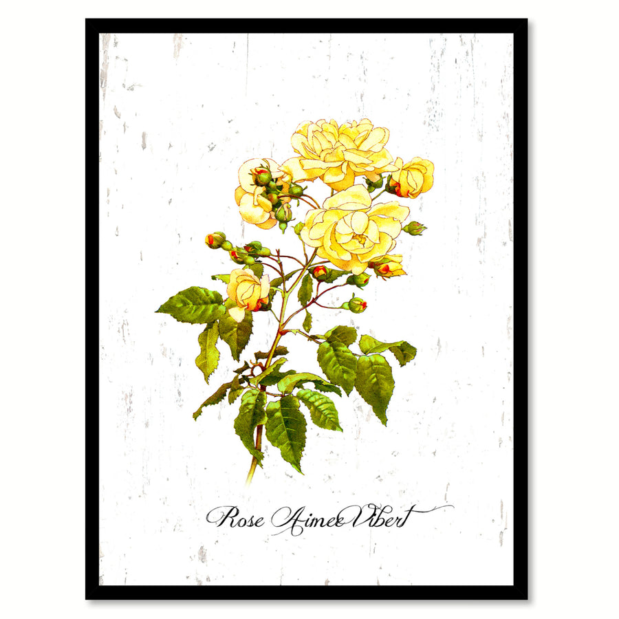 Yellow Aimee Vibert Rose Flower Canvas Print with Picture Frame  Wall Art Gifts Image 1