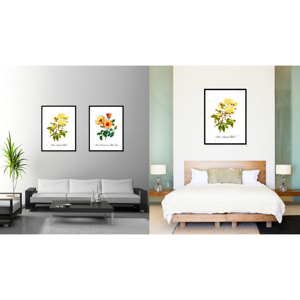 Yellow Aimee Vibert Rose Flower Canvas Print with Picture Frame  Wall Art Gifts Image 2