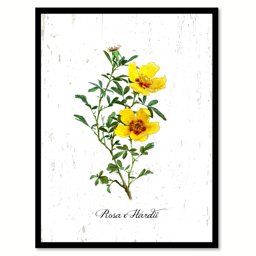 Yellow X Hardii Rose Flower Canvas Print with Picture Frame  Wall Art Gifts Image 1