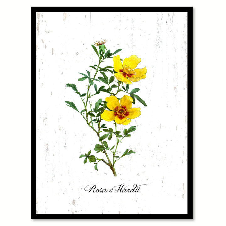 Yellow X Hardii Rose Flower Canvas Print with Picture Frame  Wall Art Gifts Image 1