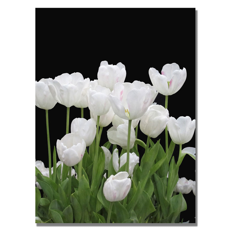 Kathie McCurdy White Tulips Canvas Wall Art 35 x 47 Image 1