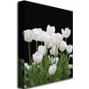 Kathie McCurdy White Tulips Canvas Wall Art 35 x 47 Image 2