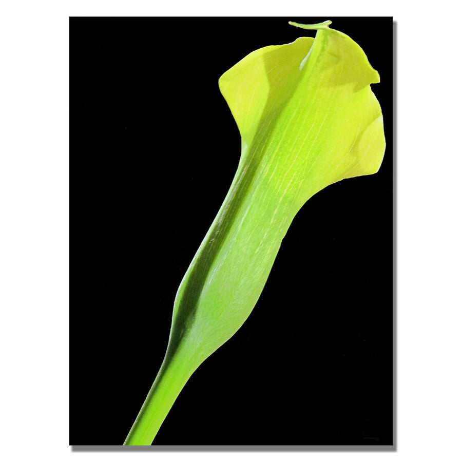 Kathie McCurdy Yellow Calla Canvas Wall Art 35 x 47 Image 1