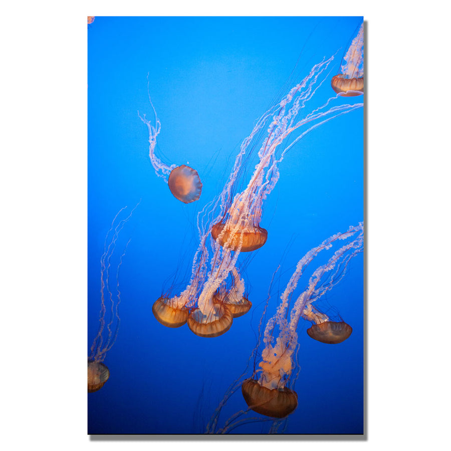 Ariane Moshayedi Jellyfish Canvas Wall Art 35 x 47 Image 1