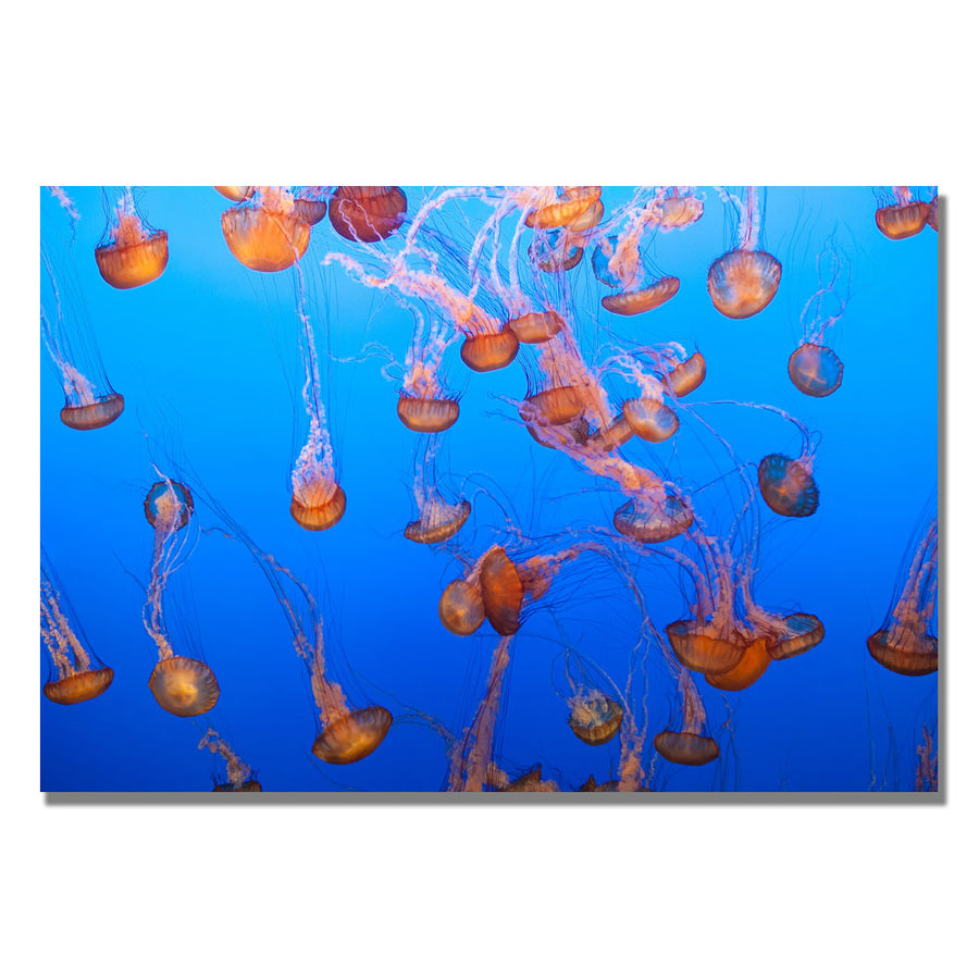 Ariane Moshayedi Jellyfish IV Canvas Wall Art 35 x 47 Image 1