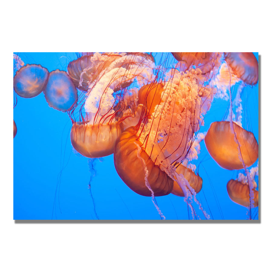 Ariane Moshayedi Jellyfish Close Canvas Wall Art 35 x 47 Image 1