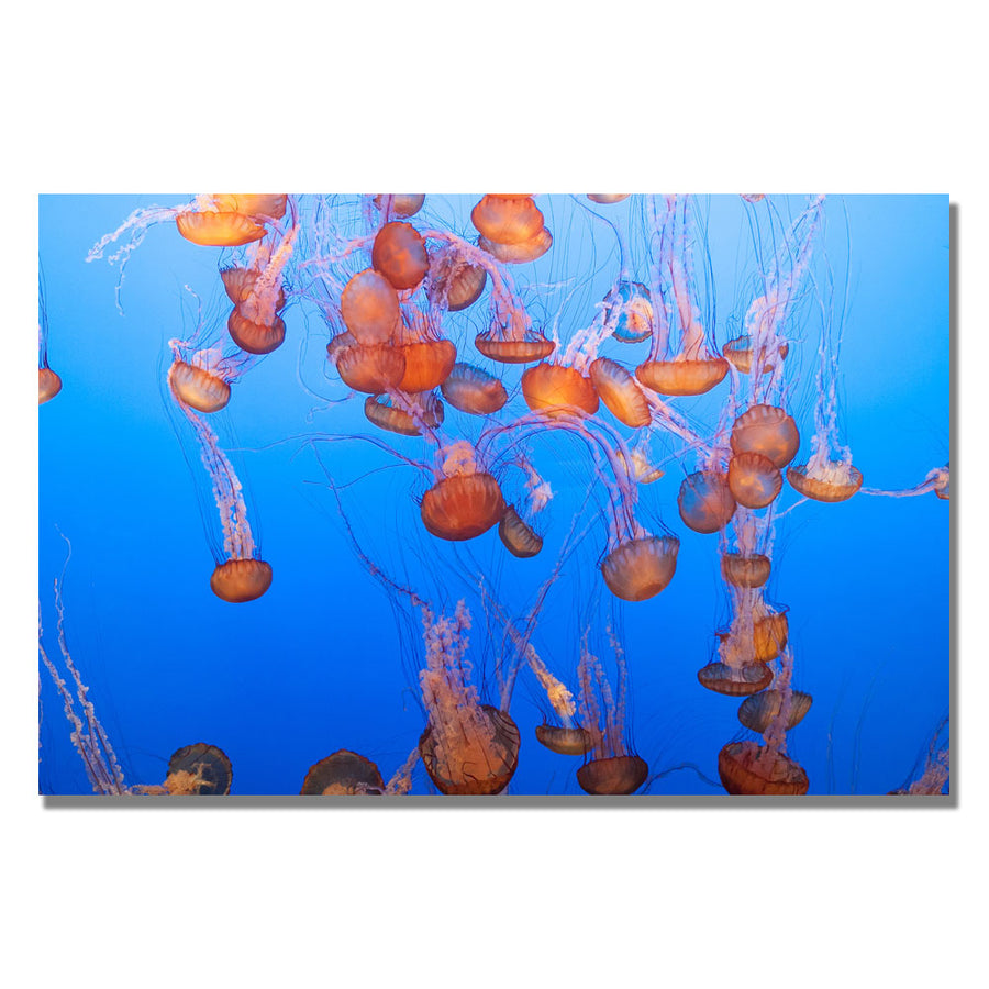 Ariane Moshayedi Jellyfish III Canvas Wall Art 35 x 47 Image 1