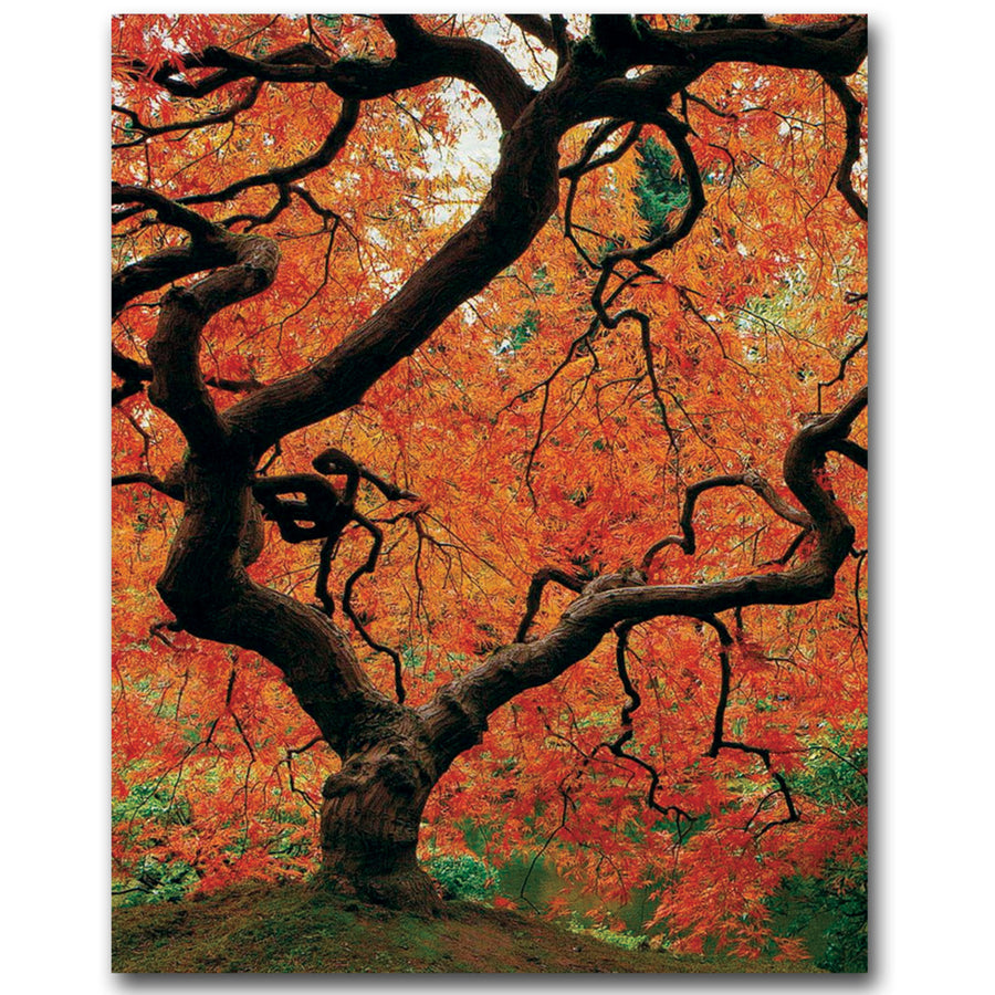 David Farley Japanese Tree I Canvas Wall Art 35 x 47 Image 1