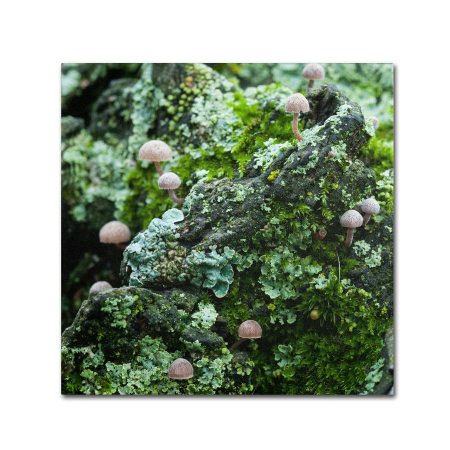 Kurt Shaffer Tiny Mushroom Forest Huge Canvas Art 35 x 35 Image 1