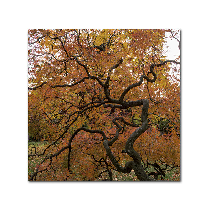 Kurt Shaffer October Japanese Maple Huge Canvas Art 35 x 35 Image 1