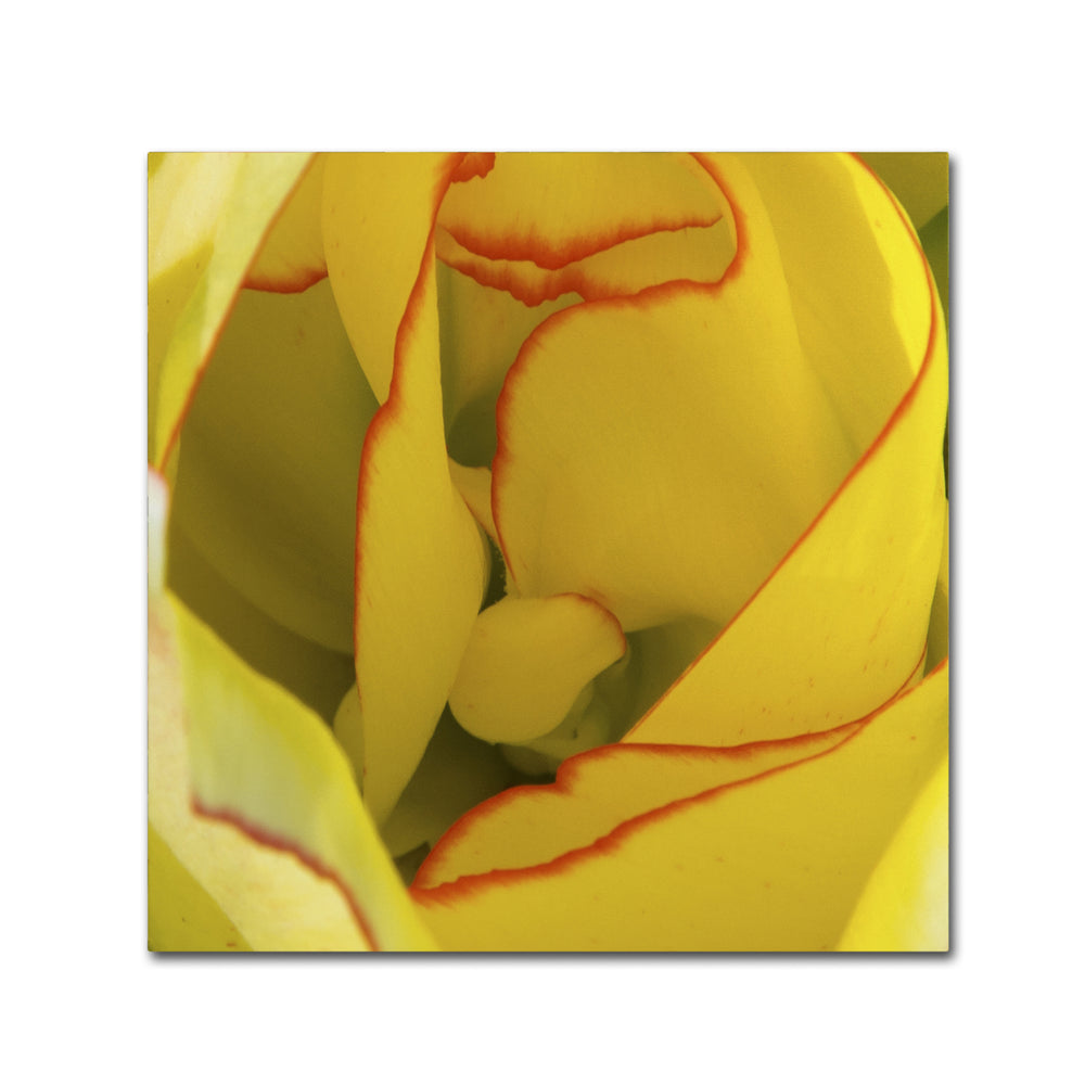 Kurt Shaffer Inside a Beautiful Tulip Huge Canvas Art 35 x 35 Image 2