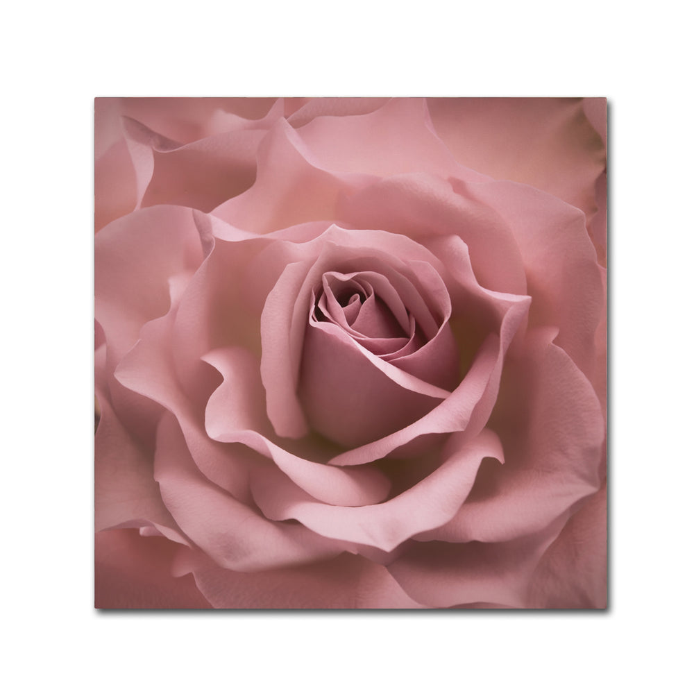 Cora Niele Misty Rose Pink Rose Huge Canvas Art 35 x 35 Image 2