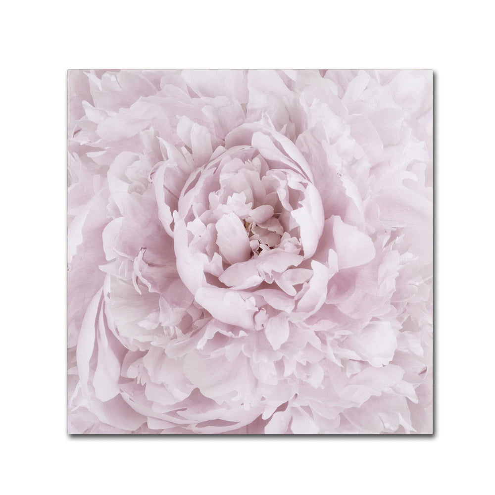 Cora Niele Pink Peony Flower Huge Canvas Art 35 x 35 Image 2