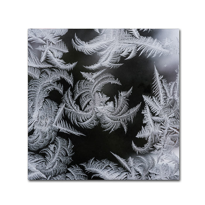 Kurt Shaffer Window Frost Pattern 2 Huge Canvas Art 35 x 35 Image 1