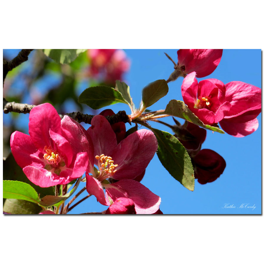 Kathie McCurdy Apple Blossoms Canvas Art 16 x 24 Image 1