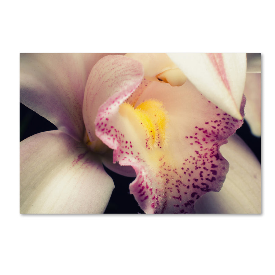 PIPA Fine Art Close-Up of Orchid Canvas Art 16 x 24 Image 1