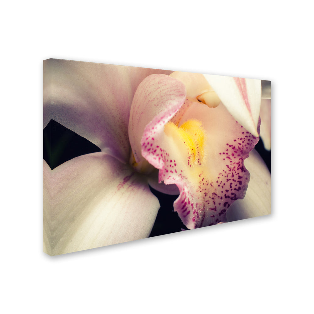 PIPA Fine Art Close-Up of Orchid Canvas Art 16 x 24 Image 2
