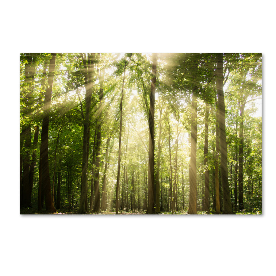 PIPA Fine Art Sunrays Through Treetops Canvas Art 16 x 24 Image 1