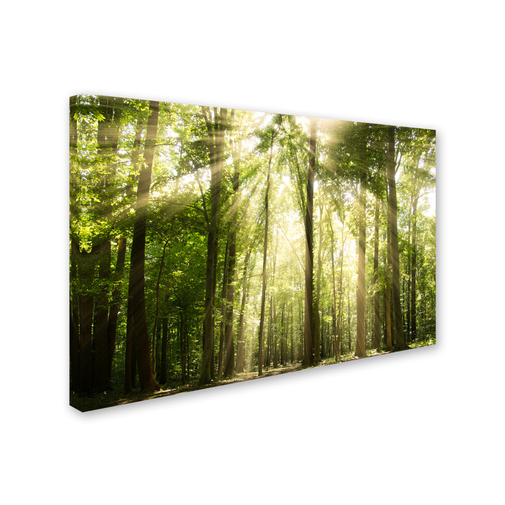 PIPA Fine Art Sunrays Through Treetops Canvas Art 16 x 24 Image 2