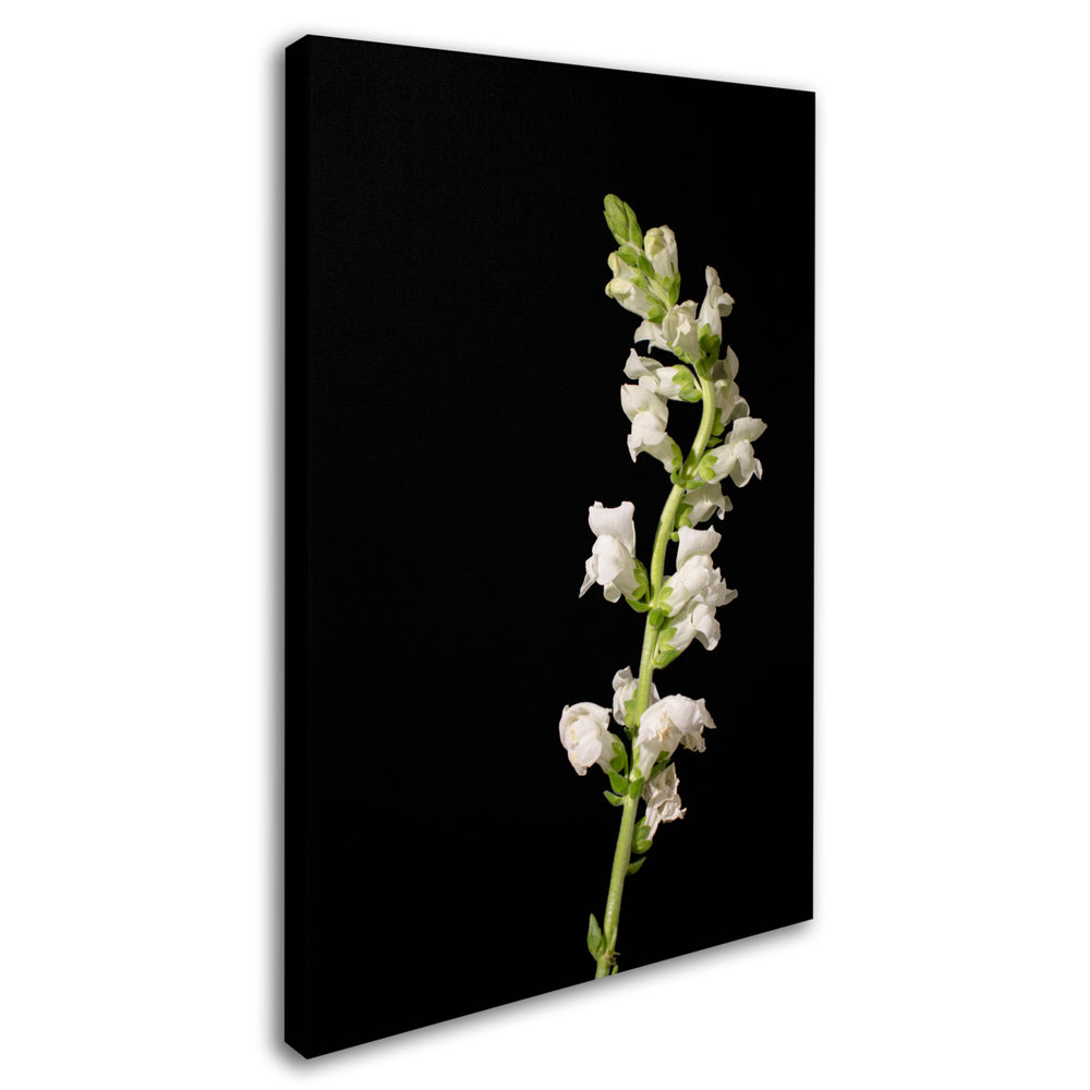 PIPA Fine Art White Snapdragons Against Black Background Canvas Art 16 x 24 Image 2