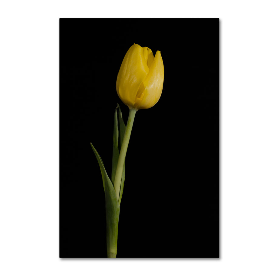 PIPA Fine Art Yellow Tulip Black Background 5 Canvas Art 16 x 24 Image 1