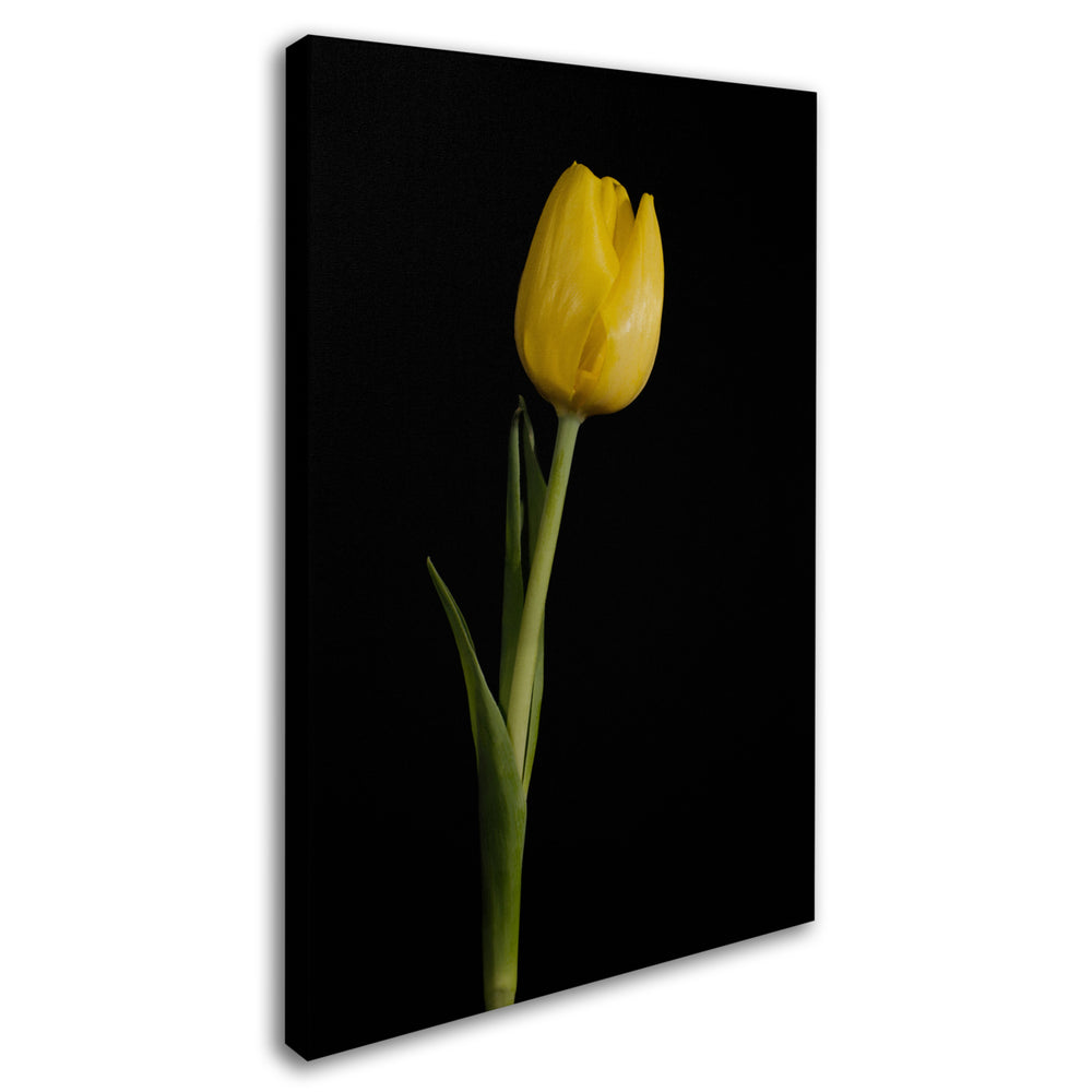 PIPA Fine Art Yellow Tulip Black Background 5 Canvas Art 16 x 24 Image 2