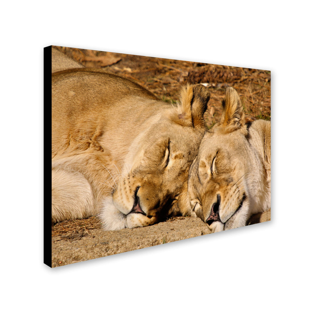 CATeyes National Zoo - Lions Canvas Art 16 x 24 Image 2