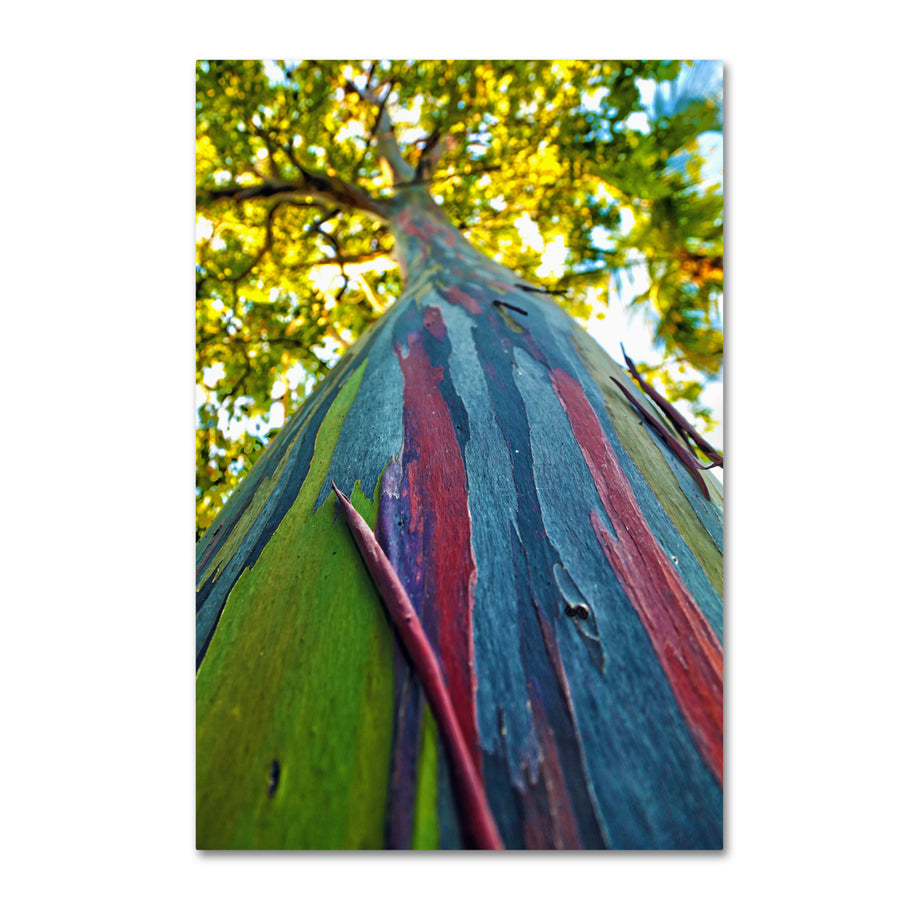 CATeyes Rainbow Eucalyptus Tree Canvas Art 16 x 24 Image 1