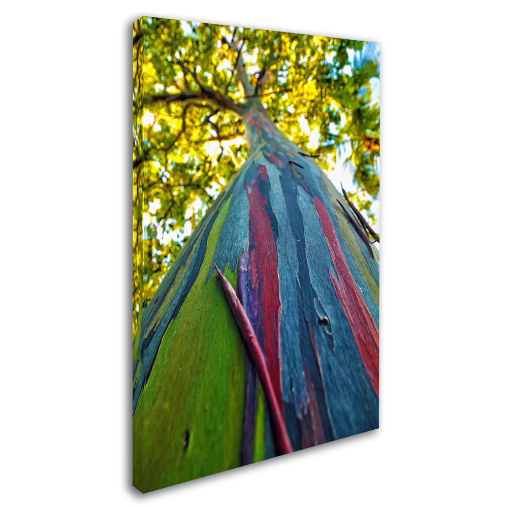 CATeyes Rainbow Eucalyptus Tree Canvas Art 16 x 24 Image 2