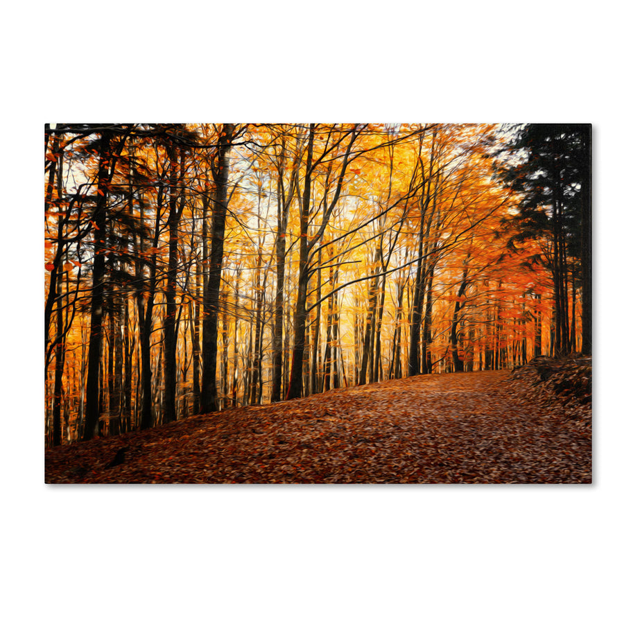 Philippe Sainte-Laudy Autumn Leaves Pathway Canvas Art 16 x 24 Image 1