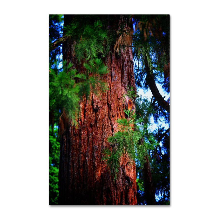Philippe Sainte-Laudy Giant Sequoia Canvas Art 16 x 24 Image 1