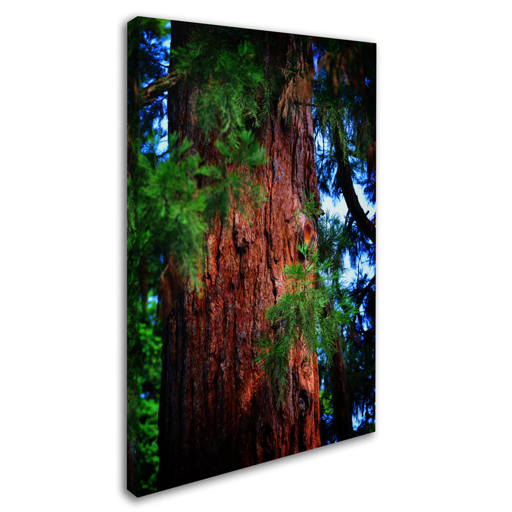 Philippe Sainte-Laudy Giant Sequoia Canvas Art 16 x 24 Image 2