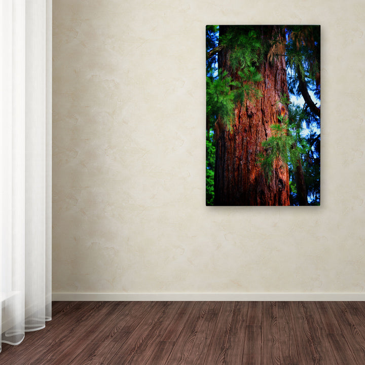 Philippe Sainte-Laudy Giant Sequoia Canvas Art 16 x 24 Image 3