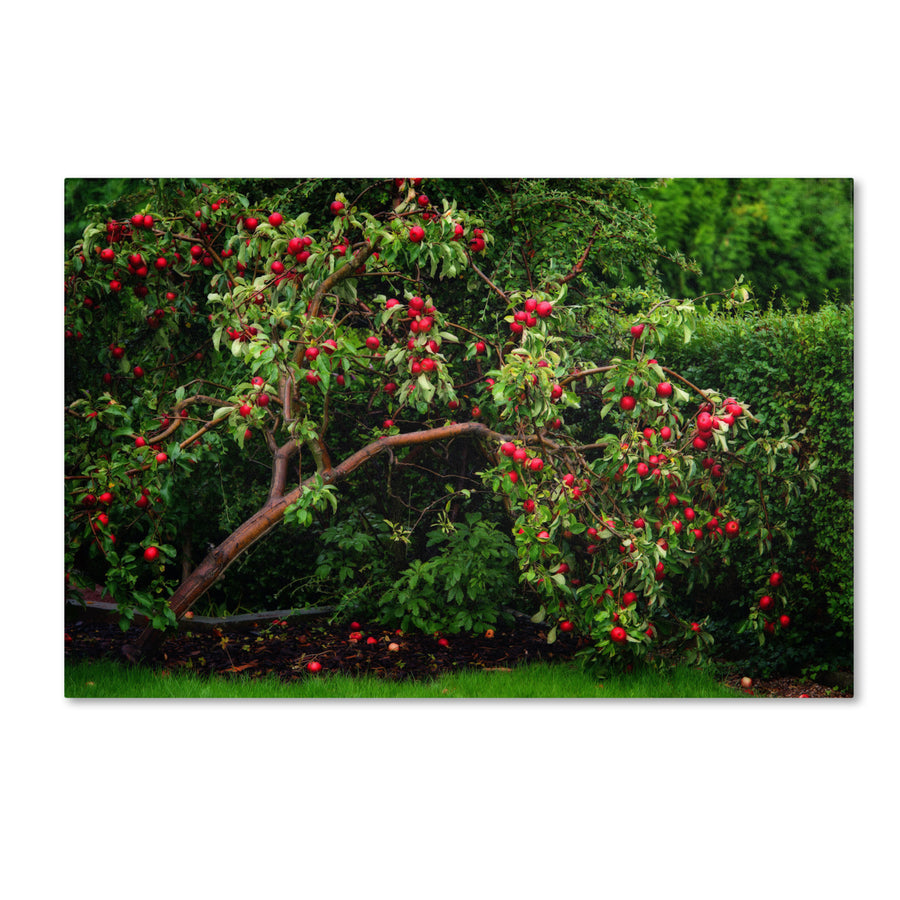 Philippe Sainte-Laudy The Apple Tree Canvas Art 16 x 24 Image 1