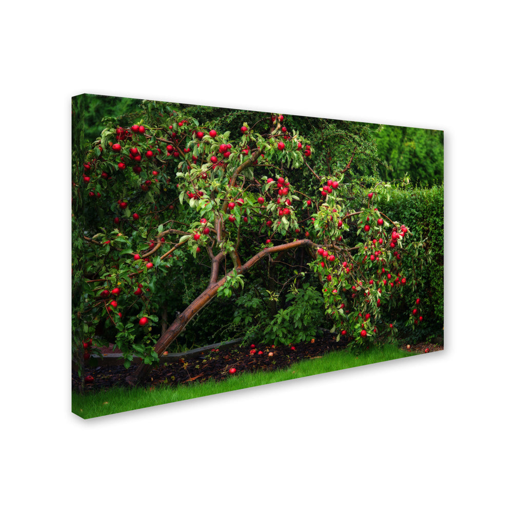 Philippe Sainte-Laudy The Apple Tree Canvas Art 16 x 24 Image 2