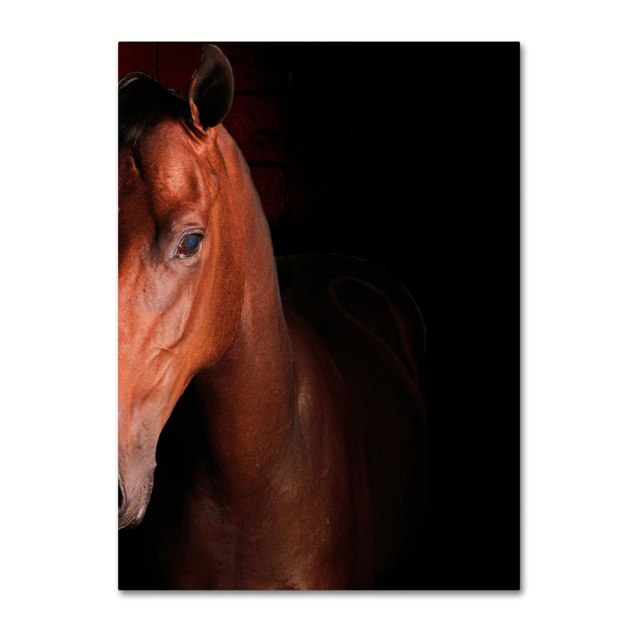 Preston Kentucky horse Intense Canvas Art 18 x 24 Image 1