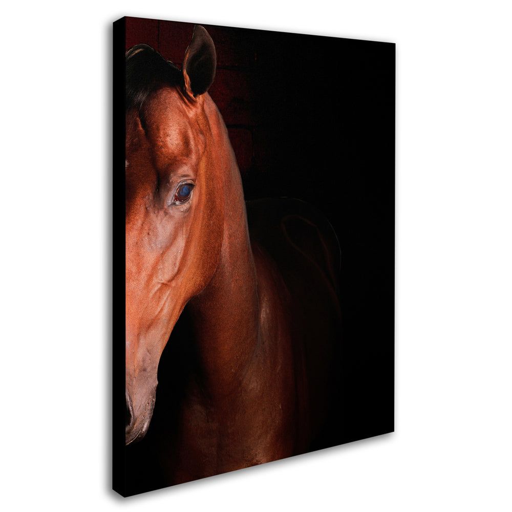 Preston Kentucky horse Intense Canvas Art 18 x 24 Image 2