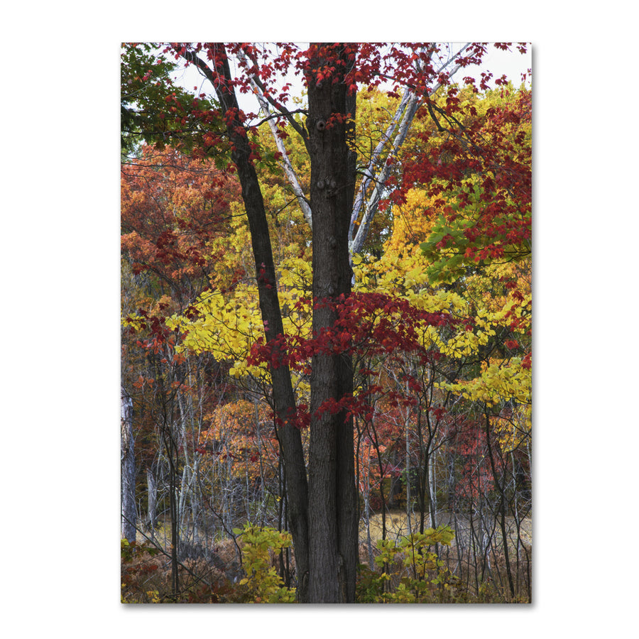 Kurt Shaffer Incredible Shades of Autumn Canvas Art 18 x 24 Image 1