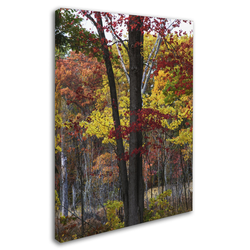 Kurt Shaffer Incredible Shades of Autumn Canvas Art 18 x 24 Image 2
