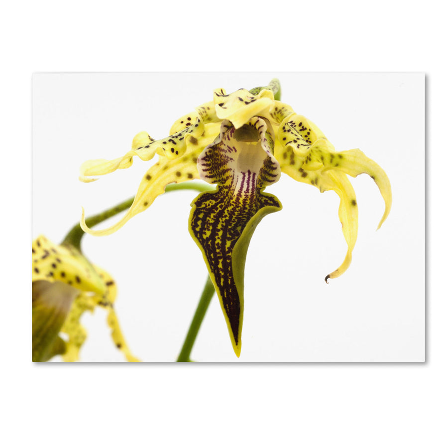 Kurt Shaffer Wild Looking Orchid Canvas Art 18 x 24 Image 1