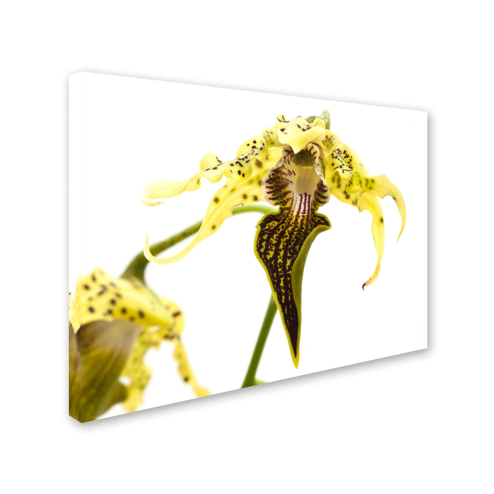Kurt Shaffer Wild Looking Orchid Canvas Art 18 x 24 Image 2