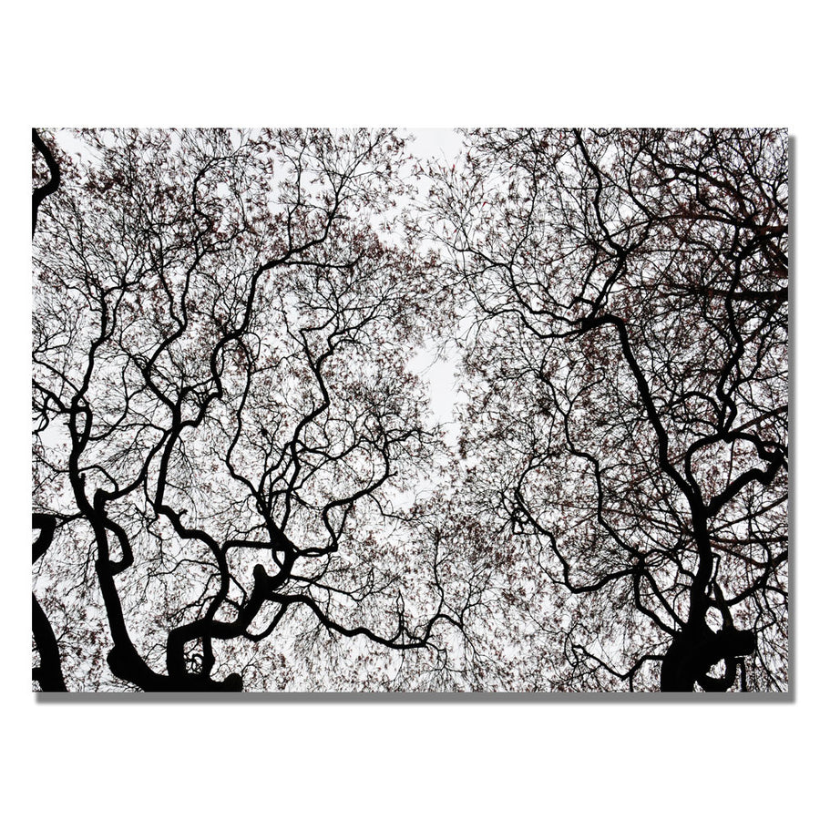Kurt Shaffer Japanese Maple Spring Abstract Canvas Art 18 x 24 Image 1