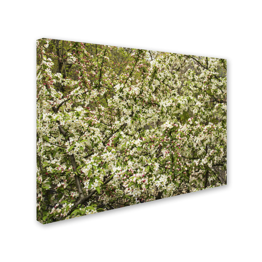 Kurt Shaffer Apple blossoms III 14 x 19 Canvas Art Image 2