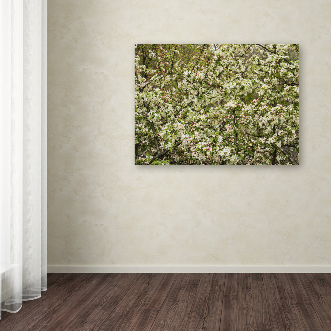 Kurt Shaffer Apple blossoms III 14 x 19 Canvas Art Image 3