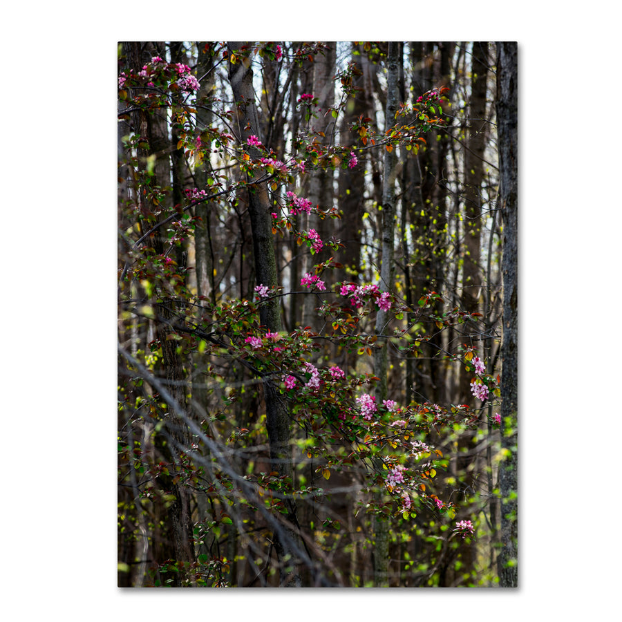 Kurt Shaffer Springtime in the Forest 14 x 19 Canvas Art Image 1