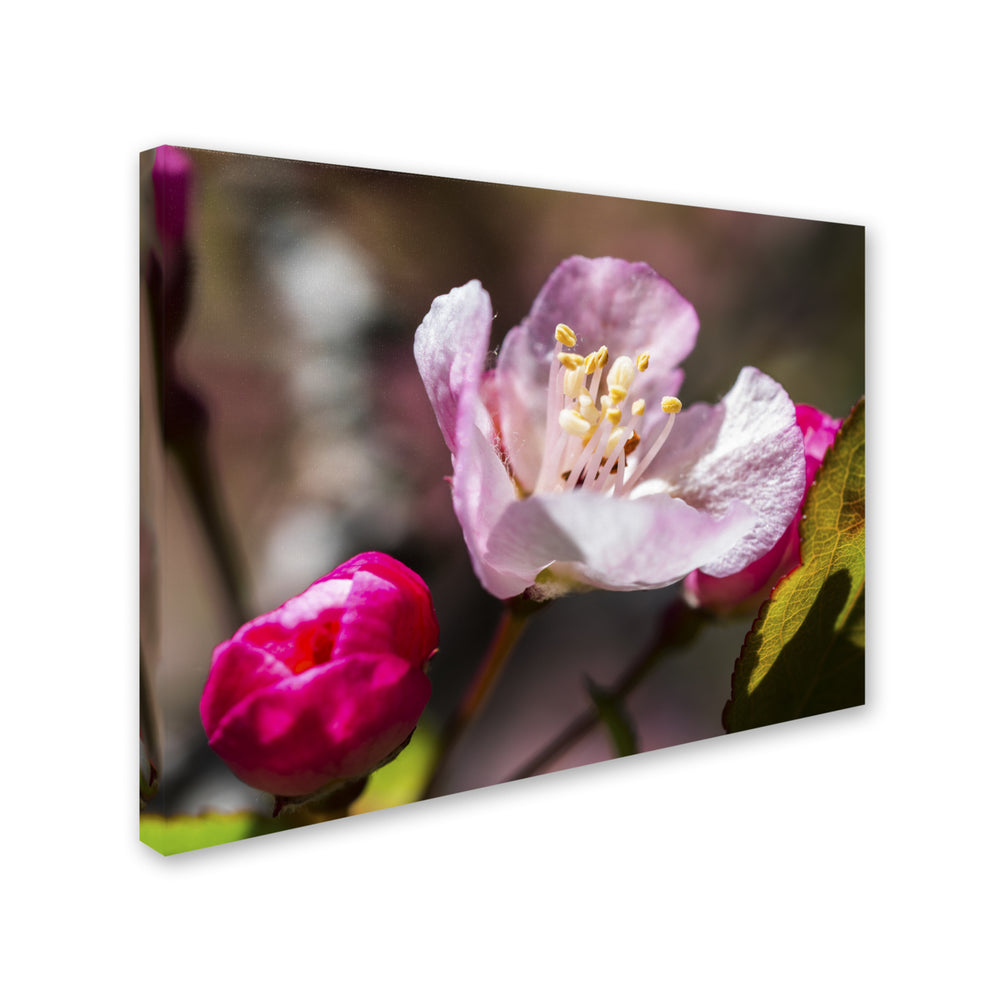 Kurt Shaffer Spring Pink Blossom 14 x 19 Canvas Art Image 2