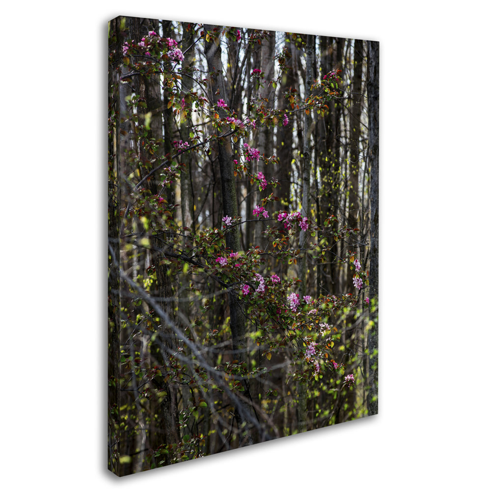 Kurt Shaffer Springtime in the Forest 14 x 19 Canvas Art Image 2