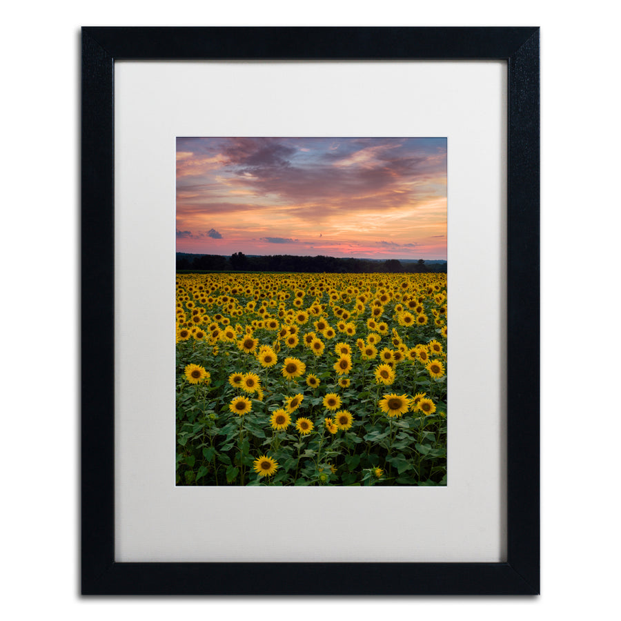 Michael Blanchette Photography Sunflowers Black Wooden Framed Art 18 x 22 Inches Image 1