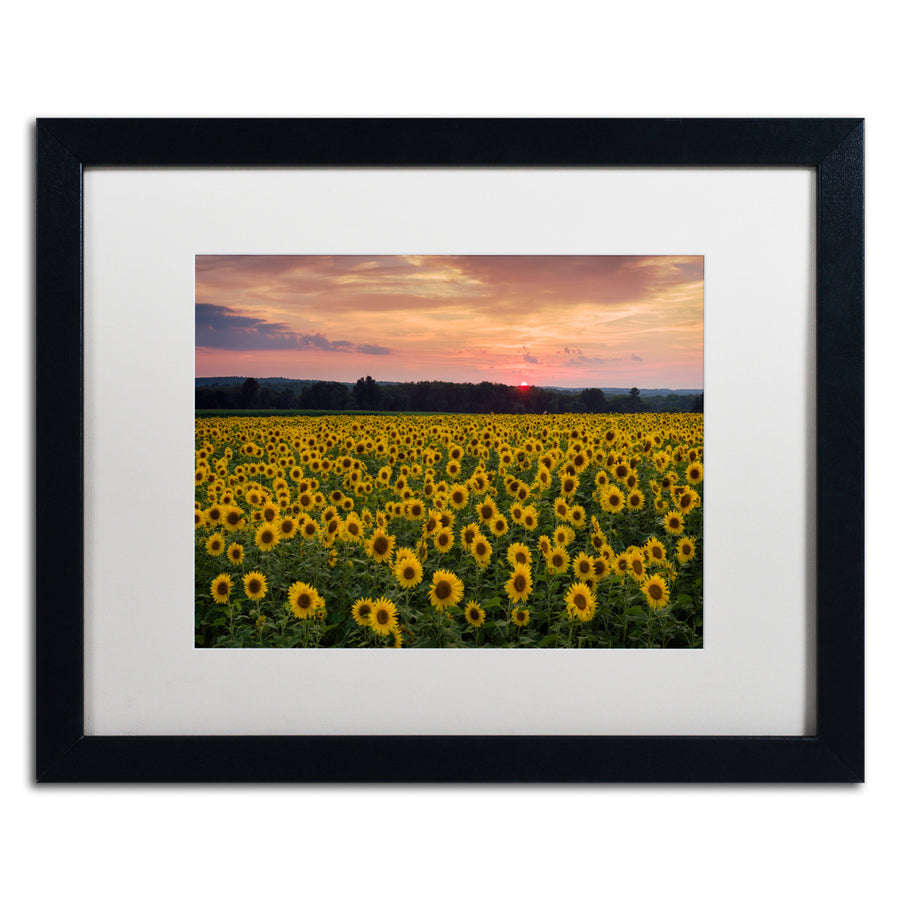 Michael Blanchette Photography Sunflower Taps Black Wooden Framed Art 18 x 22 Inches Image 1